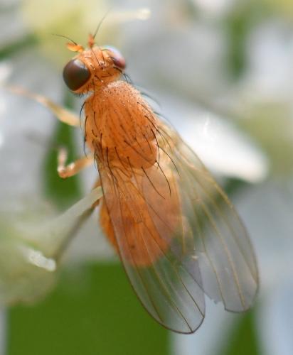 Réf. 288 395 : Sapromyzosoma sp.
